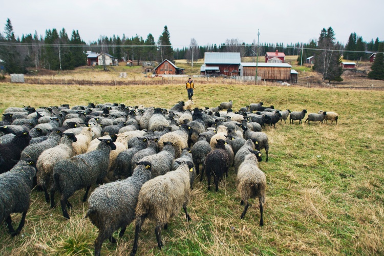 Trendspaning: Regenerativt och svenskifiering