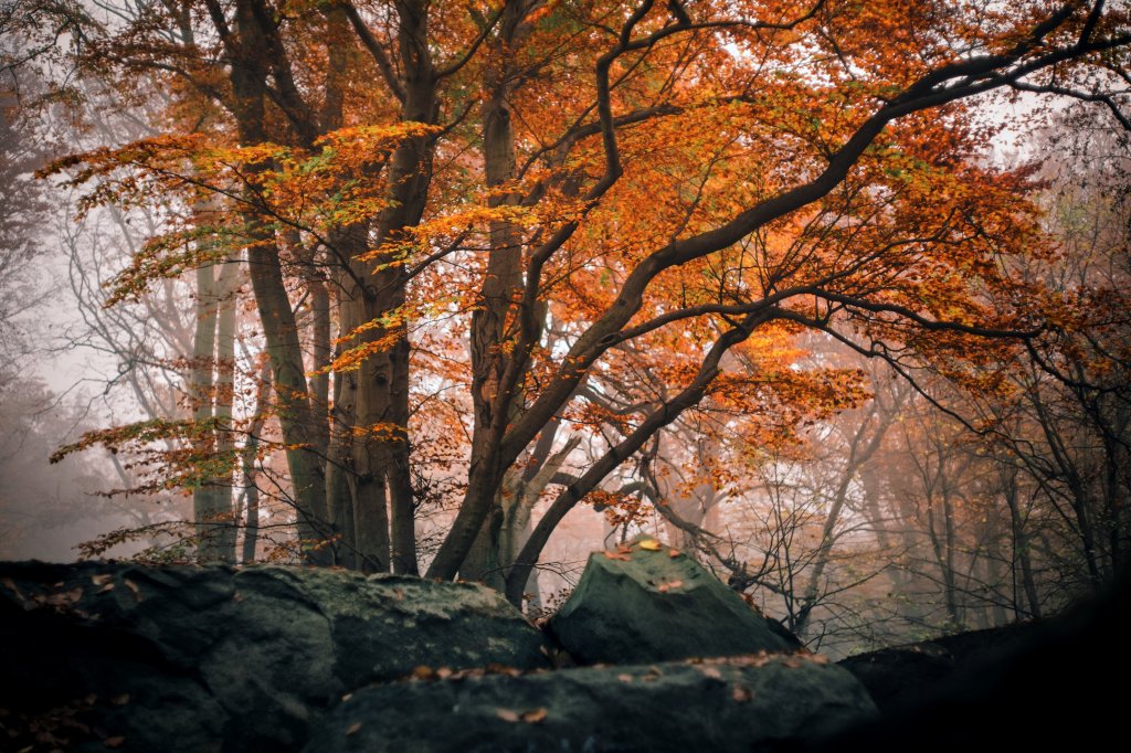 Mångfunktionellt skogsbruk i&nbsp;EU